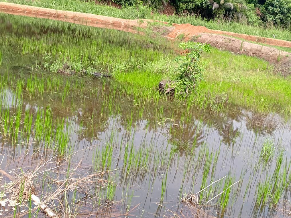 Agro écologie et Autonomie sémencière